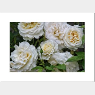 White roses Posters and Art